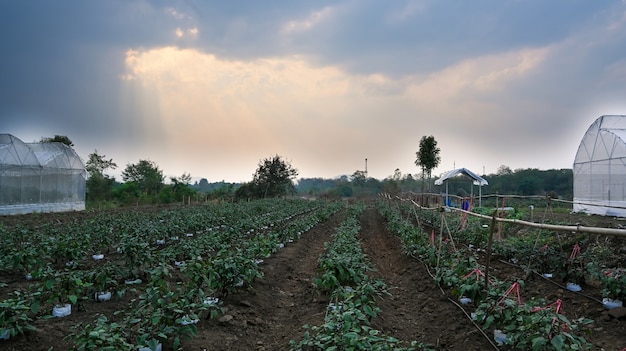 Zdjęcie plantacji organicznych warzyw rosnących w polu rolników.