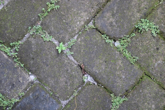 Zdjęcie podstawy tekstury cementu na ziemi