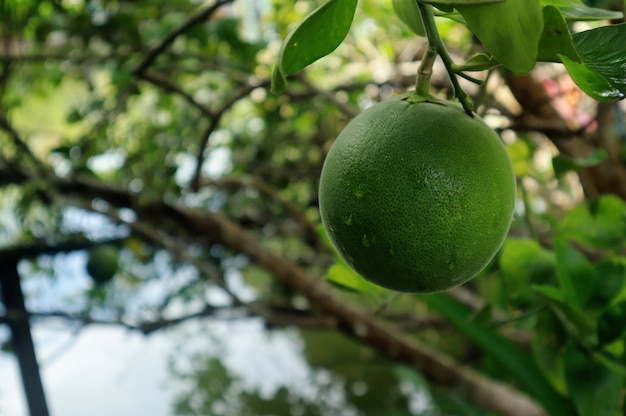 Zdjęcie zdjęcie pomelo