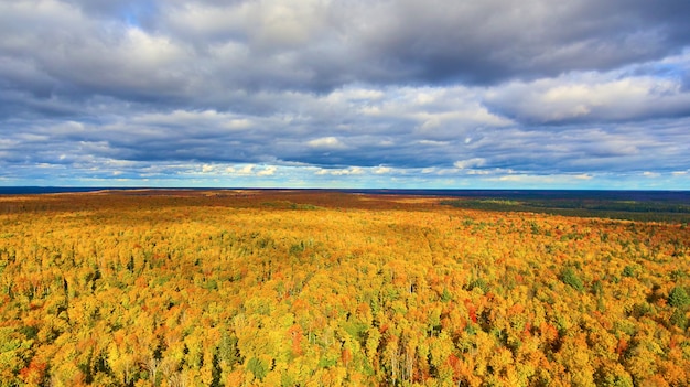 Zdjęcie przedstawiające gigantyczny las w Michigan, który do złudzenia przypomina złote pole