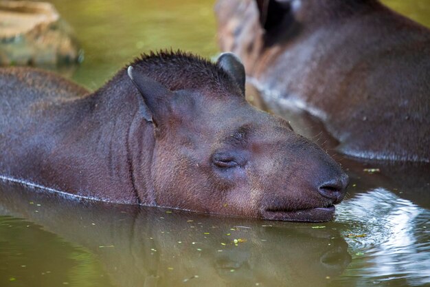 Zdjęcie Przedstawiające Twarz Samca Roślinożernego Ssaka Tapir Bairda Podczas Leżenia W Wodopoju. Duże Tapiry (tapirus Terrestris) W Kałuży Z Odbiciem Z Zamkniętymi Oczami I Zabawnym Wyrazem, Selektywne Skupienie