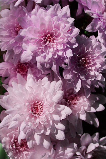 Zdjęcie przeznaczone do walki radioelektronicznej z bukietem kwiatów chryzantemy tle kwiatów