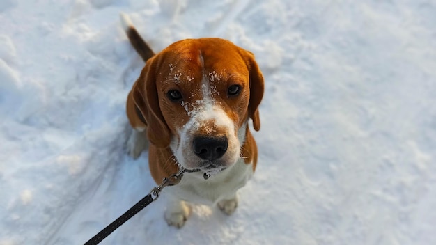 Zdjęcie psa rasy beagle siedzi w śniegu na zimę