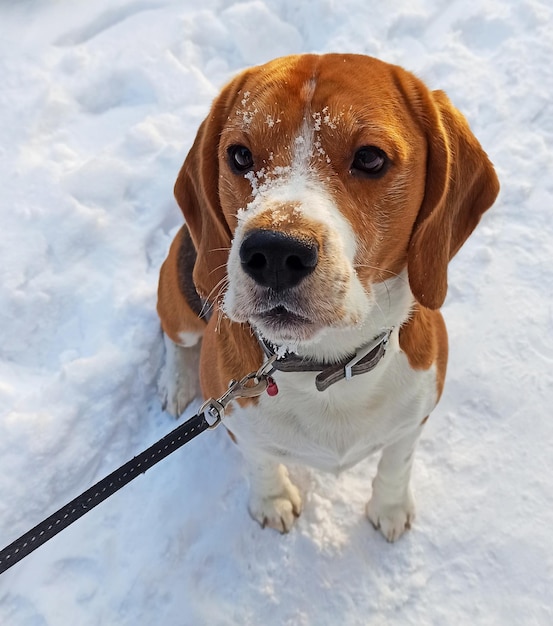 Zdjęcie psa rasy beagle siedzi w śniegu na zimę