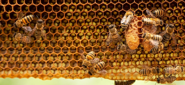 Zdjęcie pszczół królewskich na pszczołach