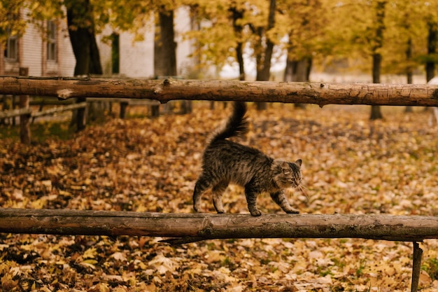 Zdjęcie Puszystego Szarego Kota W Jesiennym Ogrodzie