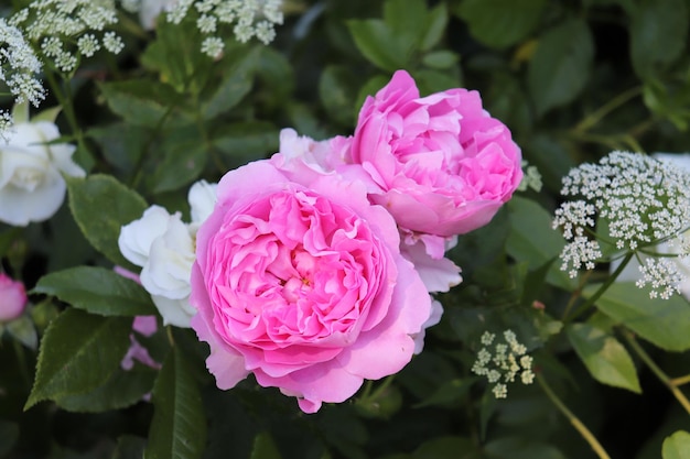 Zdjęcie różowych róż piwonii w letnim ogrodzie