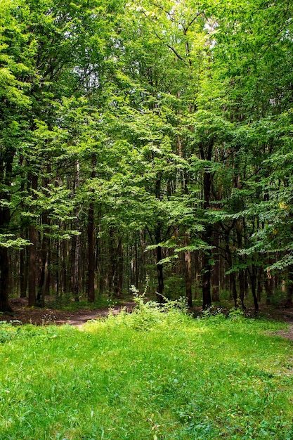 Zdjęcie starych drzew z trawnikiem w zielonym pięknym lesie