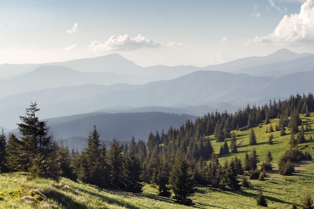 Zdjęcie świerków na wyżynach