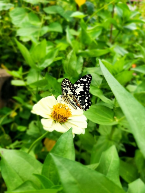 Zdjęcie tropikalnego motyla na białym kwiecie w letnim ogrodzie