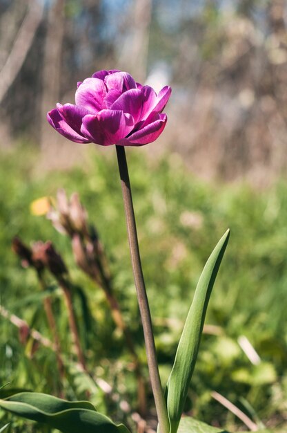 Zdjęcie Tulipana W Ogrodzie