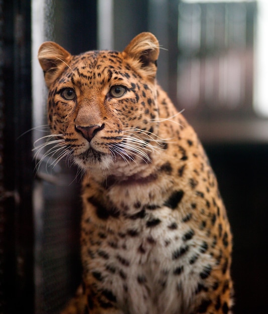 Zdjęcie tygrysa w spokojnej scenie zoo