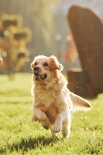 Zdjęcie w ruchu w ruchu Piękny pies rasy Golden Retriever na spacerze na świeżym powietrzu w parku