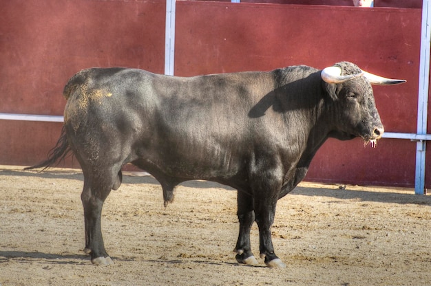 Zdjęcie walczącego byka z Hiszpanii. Czarny byk
