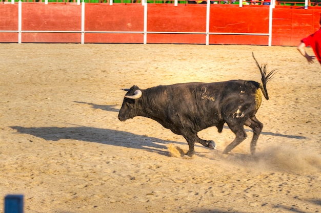 Zdjęcie walczącego byka z Hiszpanii. Czarny byk