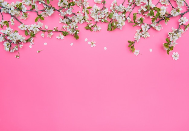 Zdjęcie wiosennego białego drzewa wiśniowego na pastelowo różowej powierzchni