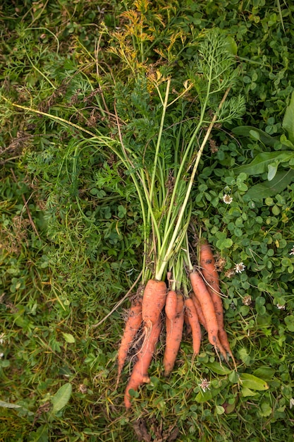 Zdjęcie wykopanej marchewki w ogrodzie w letni dzień