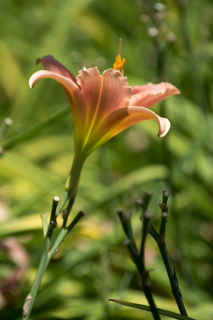 Zdjęcie z bliska kwiatów lilium