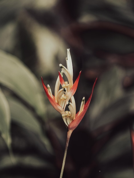 Zdjęcie Z Bliska Kwiatu Papugi Heliconia Psittacorum
