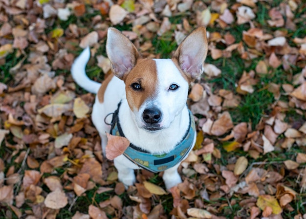 Zdjęcie z góry pies rasy Jack Russell Terrier siedzi na suchych żółtych liściach w lesie jesienią w niebieskiej uprzęży z wzorem cytryny. Patrząc z zainteresowaniem do aparatu