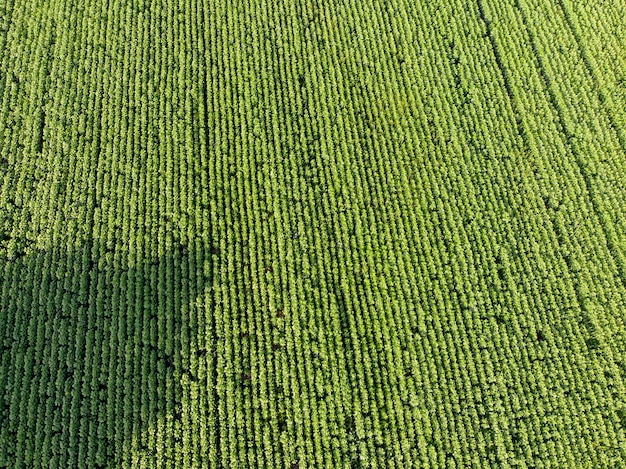 Zdjęcie z helikoptera. Przestronne zielone pola rolnicze z dużą plantacją plonów do zbioru. Naturalne ekologiczne otoczenie wiejskie. Pojęcie rolnictwa.