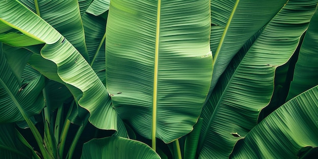 Zdjęcie zielonego liścia bananowego na tle