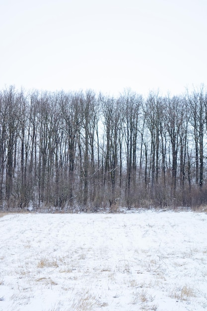 Zdjęcie zimowego lasu liściastego z polem pokrytym śniegiem