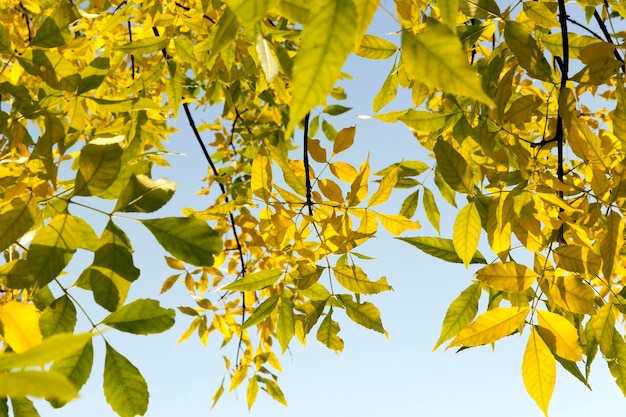 Zdjęcie żółte jesienne liście klonu jesionu dziko