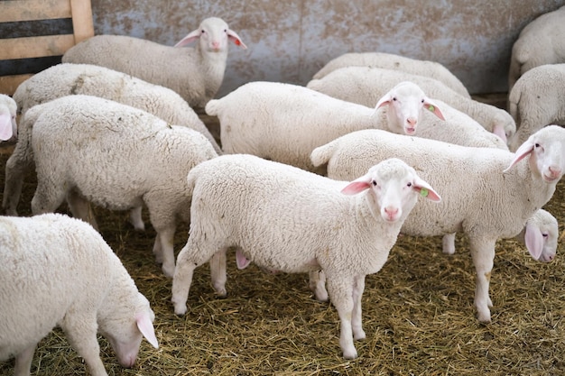 Zdrowa owca czystej krwi na farmie