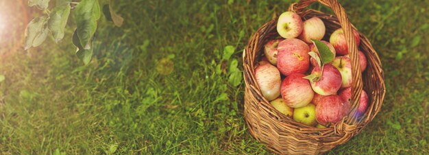 Zdrowe organiczne jabłka w koszu na zielonej trawie w promieniach słońca.