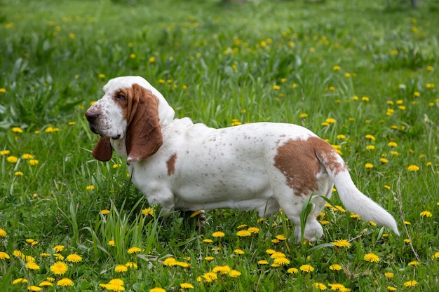 Zdrowy piękny samiec Basset Hound w kwitnącym polu z mleczami