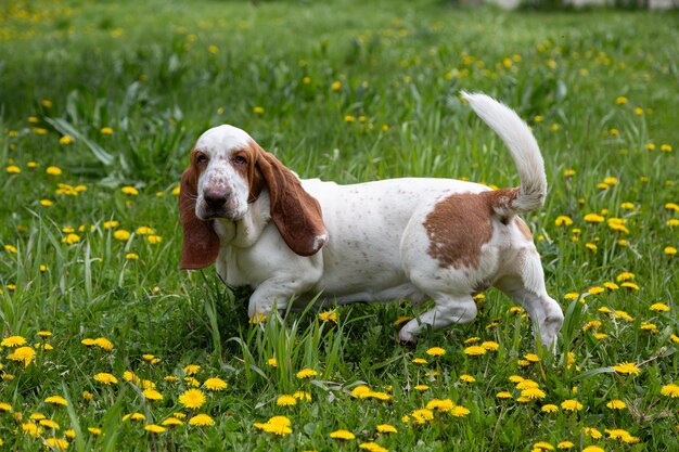 Zdrowy piękny samiec Basset Hound w kwitnącym polu z mleczami