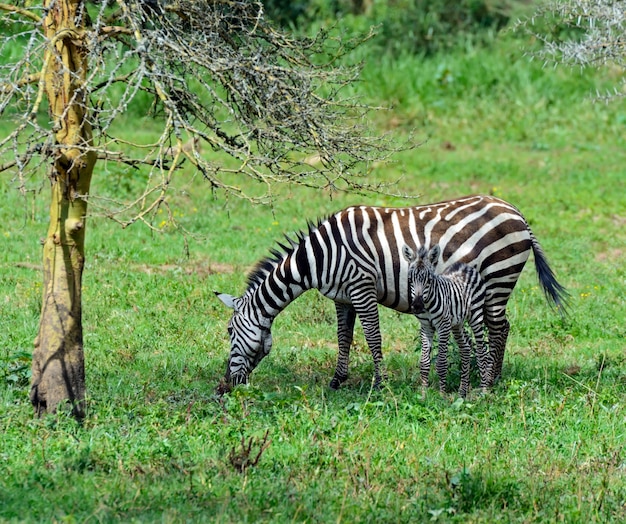 Zebra afrykańska Kenia w ich naturalnym środowisku. Nakuru Park.