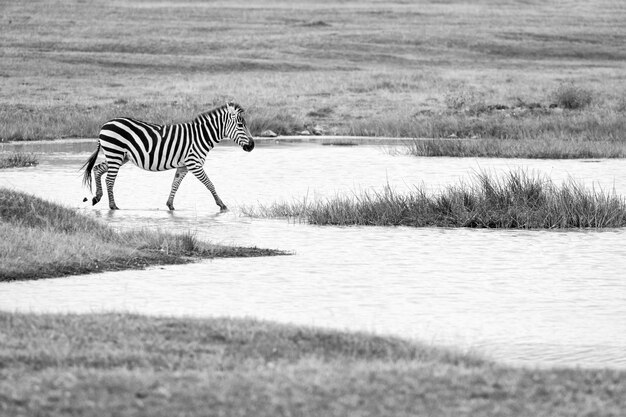 Zebra biegająca po polu