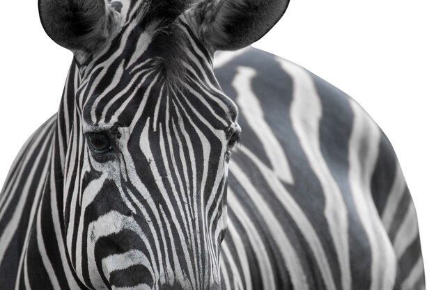 Zebra Bliska Portret Na Białym Tle