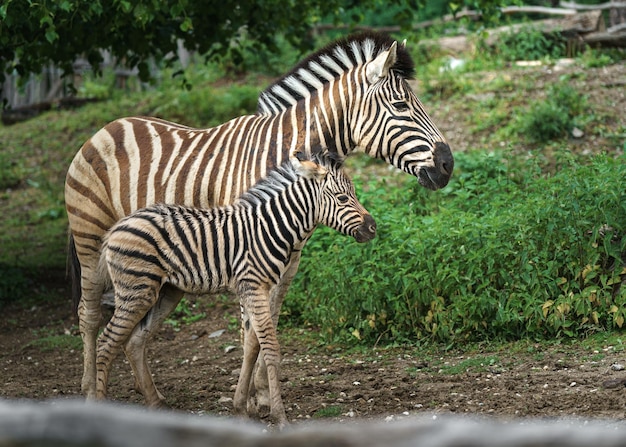 Zebra Burchella