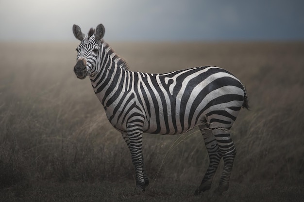 Zebra Equus quagga