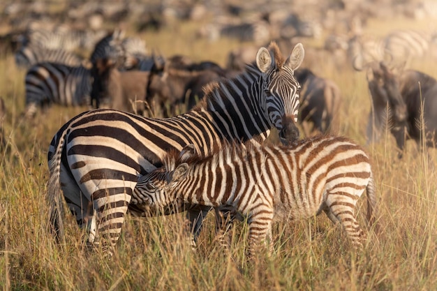 Zebra Equus Quagga