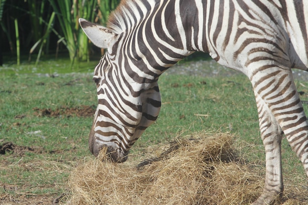 Zebra jedząca trawę