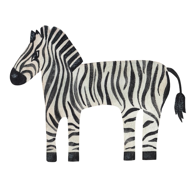 Zebra na białym tle, ilustracja akwarelowa