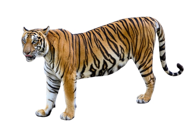 Zebra na białym tle