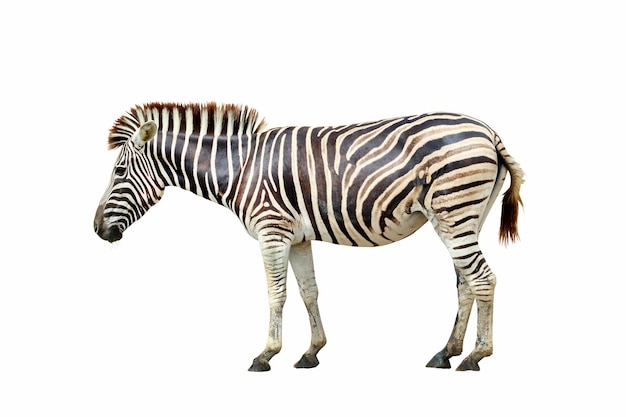 Zebra na białym tle.