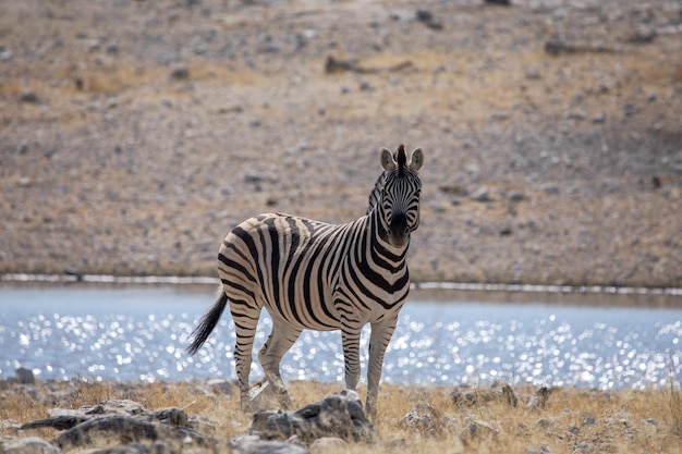 Zebra na jeziorze w parku narodowym