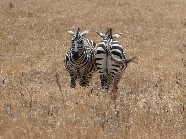 Zdjęcie zebra na polu