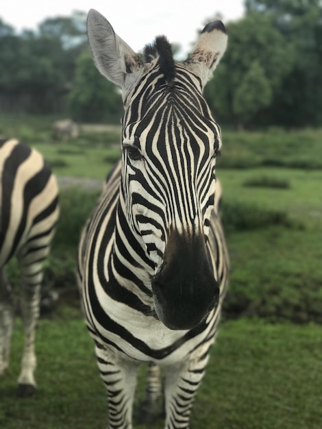 Zebra na polu