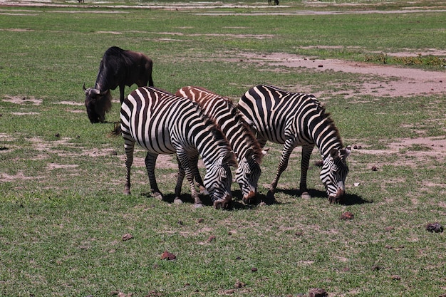 Zebra Na Safari W Kenii I Tanzanii W Afryce