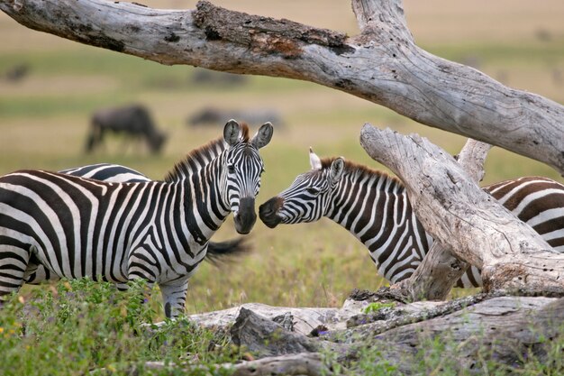 Zebra Na Wolności