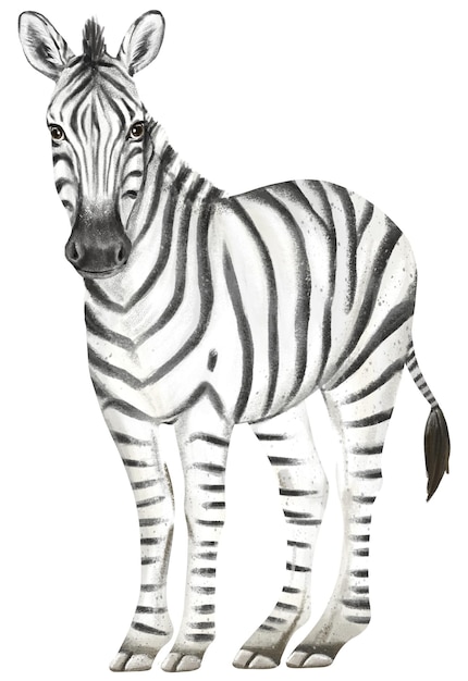 Zebra naklejka png urocza ilustracja zwierzęca przezroczysty tło