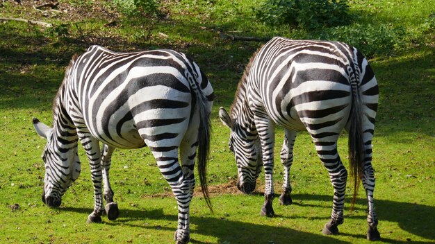 Zdjęcie zebra pasąca się na polu