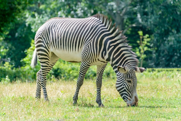 Zebra pasie się na łące Dzikie zwierzę w przyrodzie